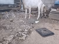 ছাগী, ছাগল — ছবি 4