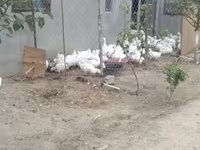 Geese — foto 3