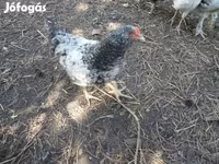 Chickens — عکس 4