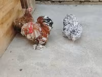 Chickens — foto 3