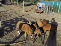 كبش, Cameroon sheep — الصورة 1