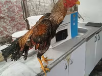 Chickens — photo 1