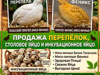 Quails — zdjęcie 1