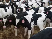 ወንድ በሬ, Holstein breed — ፎቶ 3