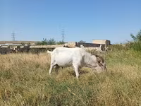 Kozel, Saanen goat — foto 3