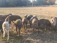 Ovan, Arashan sheep — fotografija 5