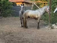 Koń, Konie — zdjęcie 6