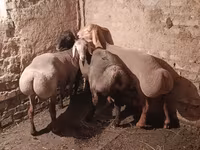 Vædder, Rhon sheep — foto 1