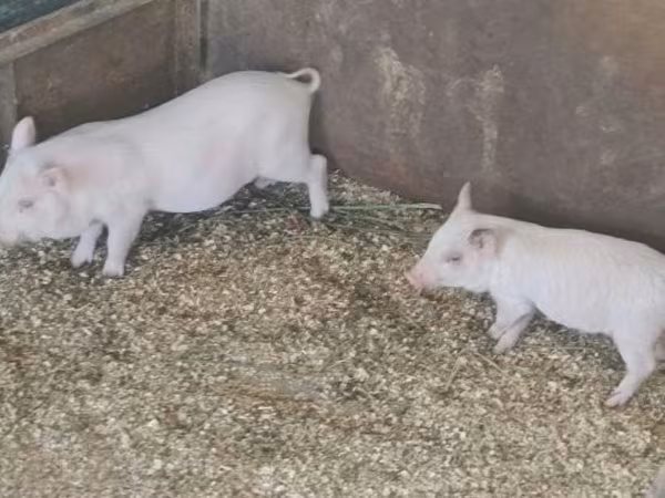 Boar, Pigs — Hungary