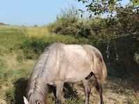 Kůň, Koně — foto 3