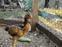 Chickens — عکس 3