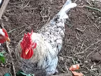 Chickens — ფოტო 3