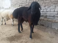 숫양, Hissar sheep — 사진 2