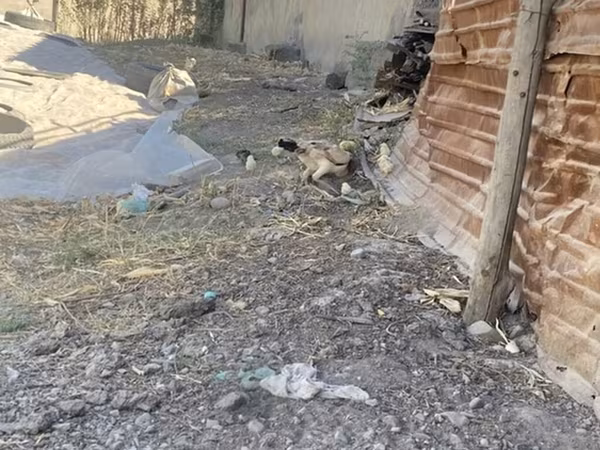 Chickens