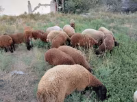 Pecora, Pecore — foto 8