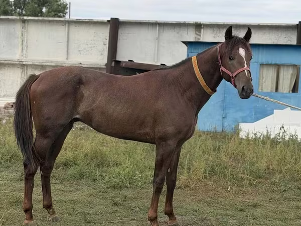 Kuda jantan, Arabian horse
