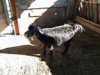 Kambing betina, Goats — foto 1