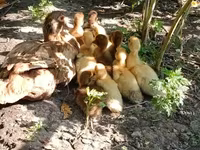 Hausente — Foto 1