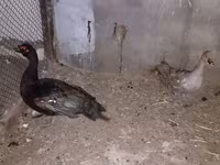 Ducks — foto 3