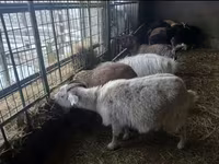 Capra, Alpine goat — foto 4
