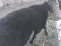 Kambing jantan, Sheep — foto 6