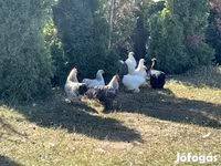 Turkeys — புகைப்படம் 3