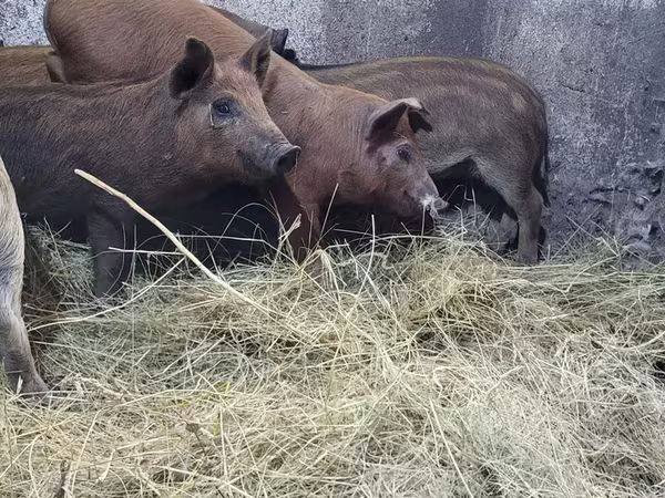 Boar, Мангалица