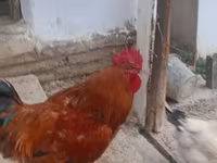 Chickens — Foto 4