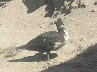 Ducks — foto 2