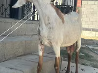 Koza, Beetal goats — fotografija 3