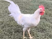 Leghorn — Foto 4