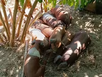 Doofaar lab, Pigs — sawirka 5