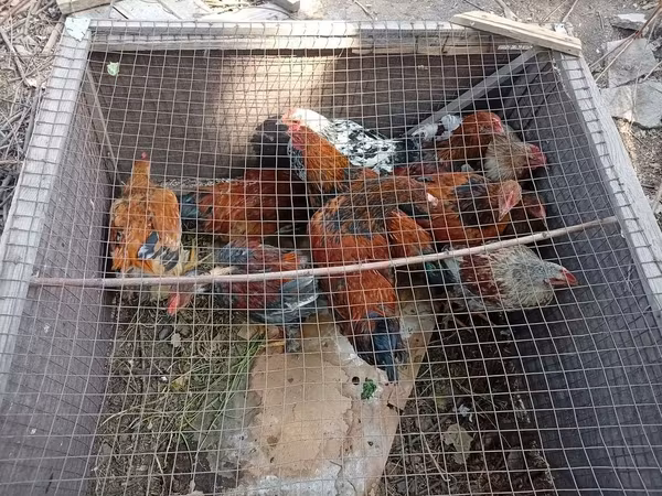 Chickens — Kyrgyzstan