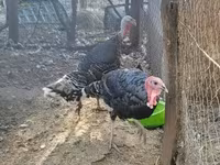 Turkeys — foto 1