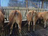 ወንድ በሬ, Limousin cow — ፎቶ 5