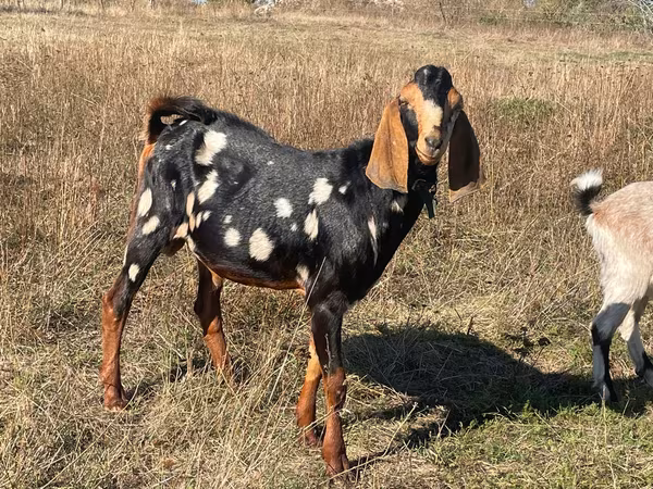 Kozel, Kamori goats