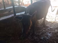 Vacă, Bovine — foto 1