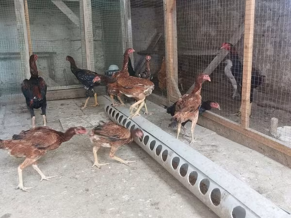Chickens
