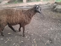 قوچ, گوسفند — عکس 5