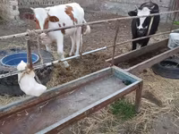 Kvæg (parti, køn ikke angivet), Simmental cattle — foto 3