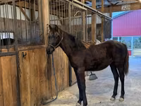 Horse (M), Rocky Mountain Horse — photo 4