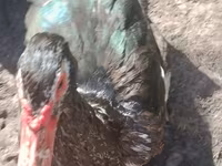 Geese — foto 7