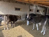 گاو نر, نژاد آلتائو — عکس 4