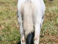 பெண் குதிரை, Quarter Horse — புகைப்படம் 6