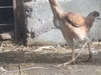 Chickens — عکس 7