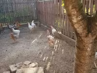 Chickens — sawirka 2