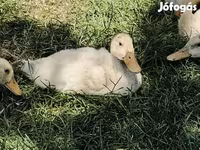 Ducks — Foto 2