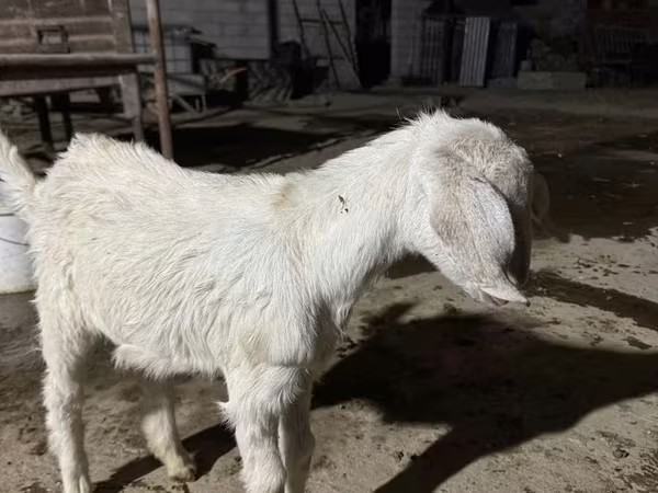 Kambing betina, Nubian Goat