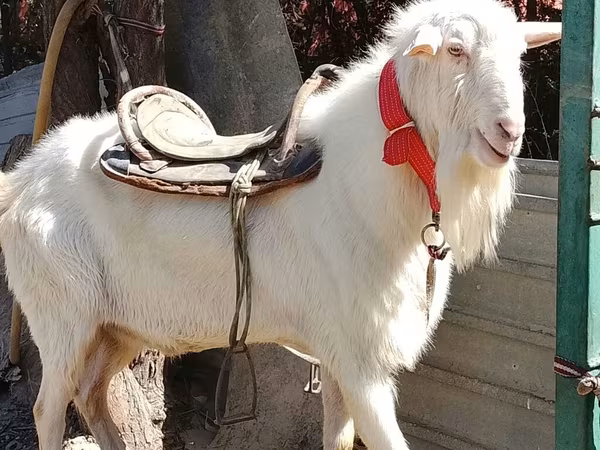 بز نر, Saanen goat