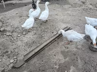 Geese — fotografija 5